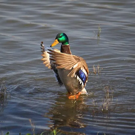 Paraiso Oliveira do Bairro