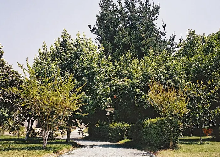 Paraiso Oliveira do Bairro