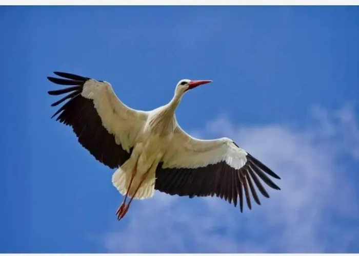 Paraiso Hotel Oliveira do Bairro