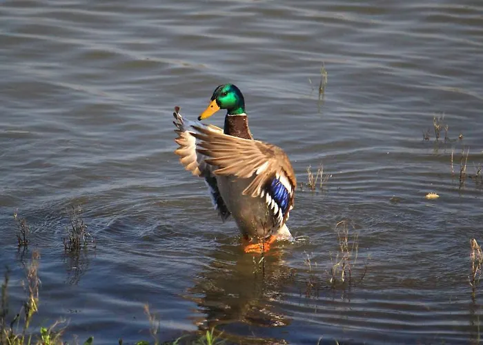Paraiso Oliveira do Bairro